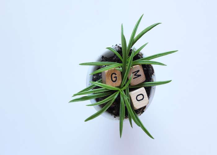 GMO letters written on wood cubes, and put on a plant as a symbol for GMO foods.