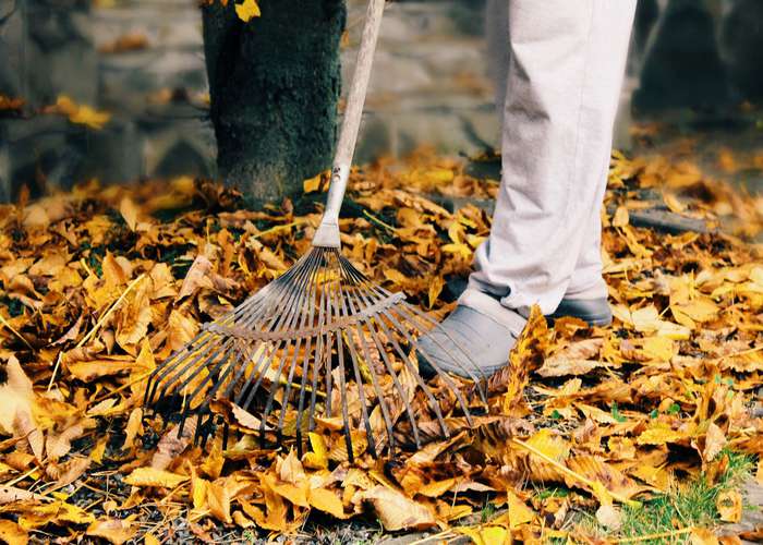 Clean your garden to get rid of ticks