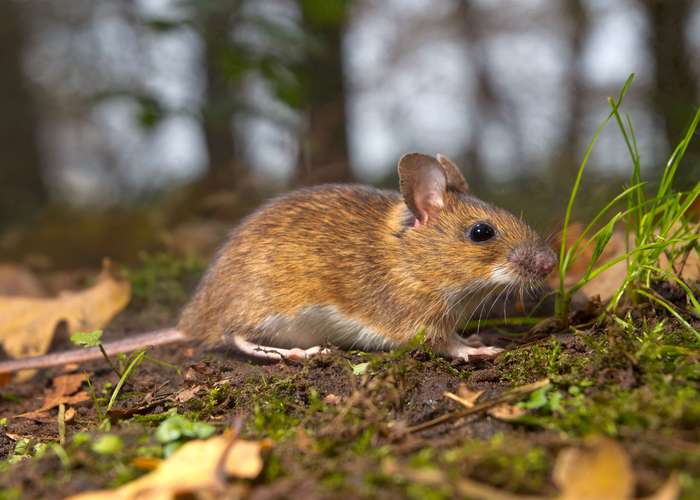 Keep mice away for Lyme disease