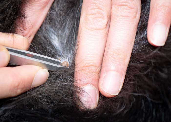 Remove tick with tweezer for Lyme disease: removing tick with tweezer.