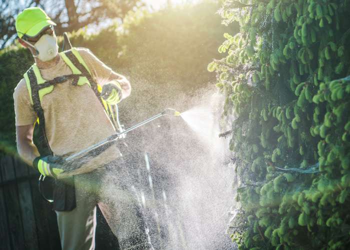 Avoid long exposure to pesticides: man fully covered and wearing a mask, spraying pesticides in the garden.