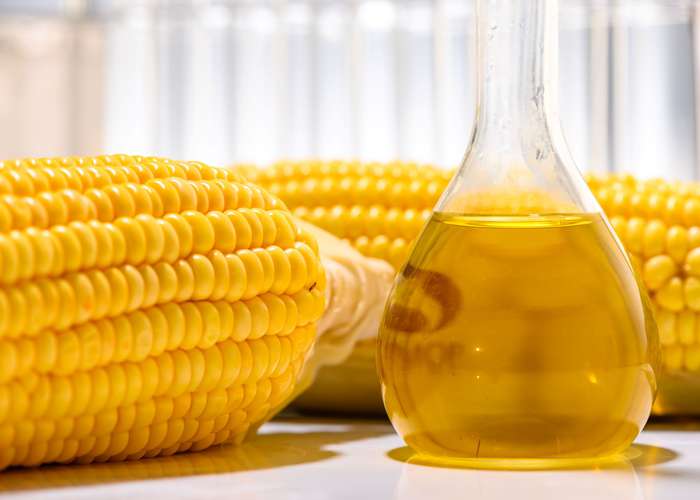Corn cob, known as maize. Next to it, corn oil in a glass transparent jar.